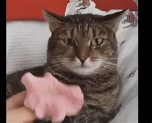 Image result for Blushing Cat with Flower Meme