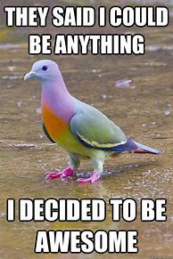 Image result for Pigeon USB Meme