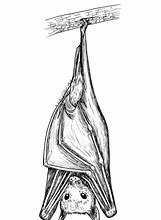 Image result for Fruit Bat Line Drawing