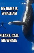 Image result for White Whale Meme