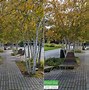Image result for Pixel 6 Pro Camera Sensor
