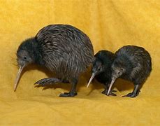 Image result for Baby Kiwi