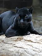 Image result for Dame 4 Black Panther