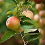 Image result for Apple Tree Varieties List
