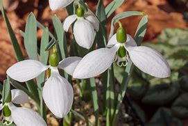 Image result for Galanthus Selina Cords