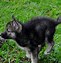 Image result for Wolf Hybrid Pups