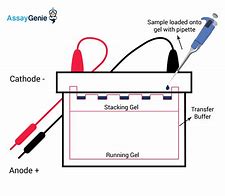 Image result for Western Blot Troubleshooting