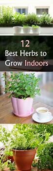 Image result for Herbs to Grow Taller