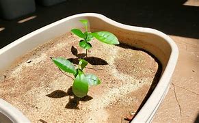 Image result for Growing Grapefruit Trees From Seeds