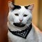 Image result for Cat Hipster Brooklyn