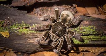 Image result for Largest Spider of All Time