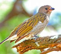 Image result for Indicatoridae