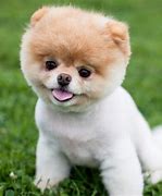Image result for World's Cutest Dog Breeds