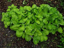 Image result for Hosta Heart And Soul