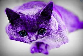 Image result for Purple Pink Cat