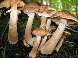 Image result for Big Honey Mushroom