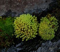 Image result for Moss Types