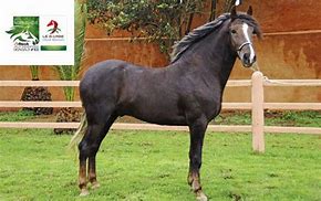 Image result for Moroccan Barb Horse