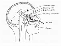 Image result for Sense of Smell Nervous System