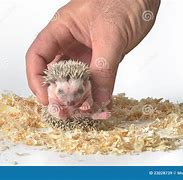 Image result for Hedgehog in Hand