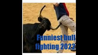 Image result for Funny Bull Fighting