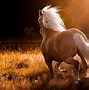 Image result for Horse Laptop Wallpaper