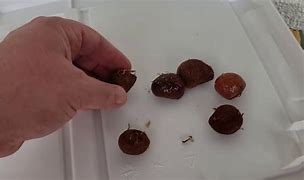 Image result for Most Expensive Seeds in the World