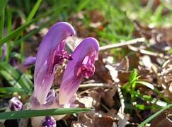 Image result for Lathraea clandestina