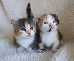 Image result for Calico Munchkin Cat