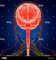 Image result for Memory and Brain Anatomy