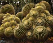 Image result for The Golden Barrel Cactus Nature