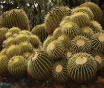 Image result for California Desert Cactus