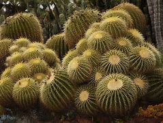 Image result for Speck Cactus Desert Case