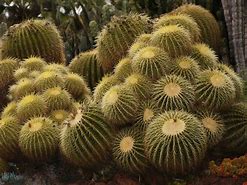 Image result for Desert Barrel Cactus