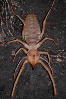 Image result for Desert Camel Spider