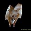 Image result for Epauleted Fruit Bats