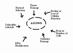 Image result for Aging Process Cartoon