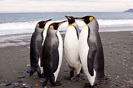 Image result for Gambar Banyak Penguin