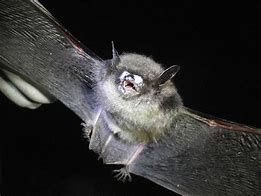 Image result for Little Brown Bat White-Nose Syndrome