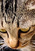 Image result for Cat Face Open