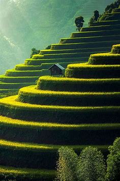 Download Natural Scenery Rice Fields Picture | Wallpapers.com