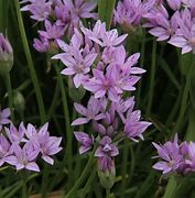 Image result for Allium unifolium