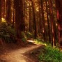 Image result for Redwood Forest Ecosystem