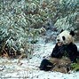 Image result for WWF High Definition Wallpaper
