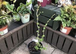 Image result for Corylus avellana Twister