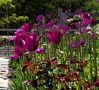 Image result for Flower Bulb Garden