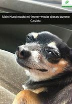 Image result for Hund Meme