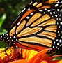 Image result for monarch butterflies backgrounds hd