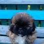 Image result for Cutest Puppies Ever