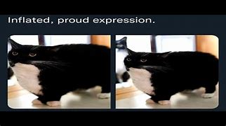 Image result for Unico Cat Meme